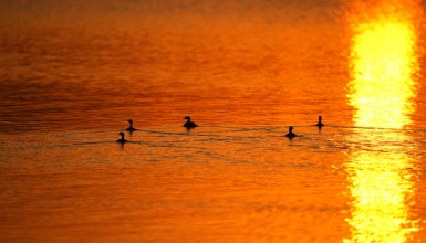 夕阳为伴